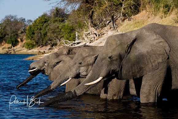 Africa 08 7043