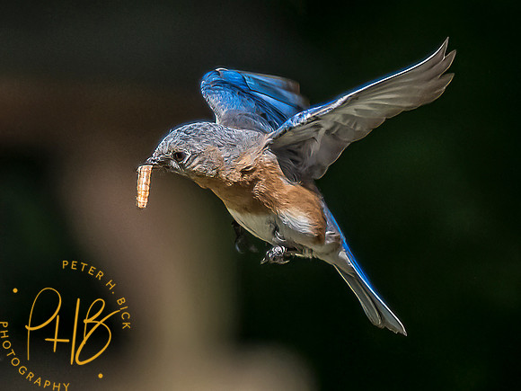 -Indiana Birds and Wildlife 2022 6587-Edit-Edit