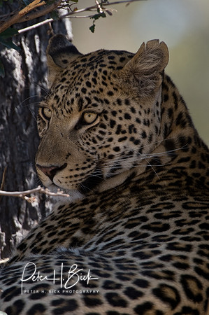 Africa 08 9178