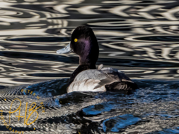 Indiana Birds and Wildlife 2021 0283-Edit _