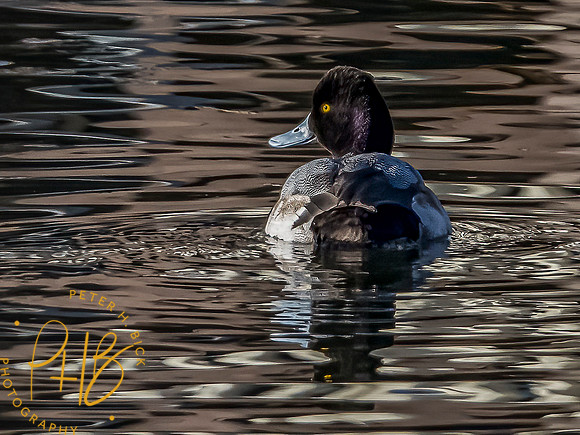 Indiana Birds and Wildlife 2021 0318-Edit _