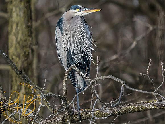 Indiana Birds and Wildlife 2025 1656-Edit-topaz-focus
