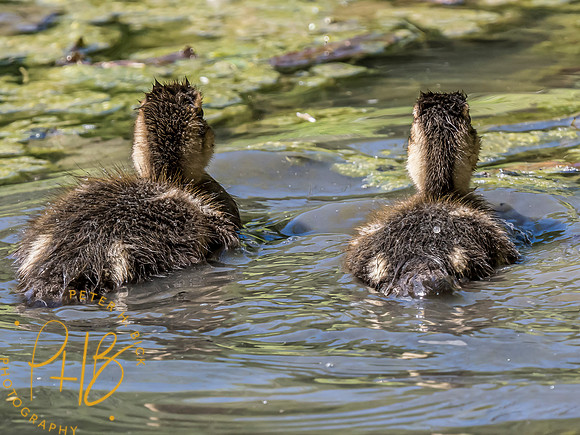 Indiana Birds and Wildlife 2024 5346-Edit