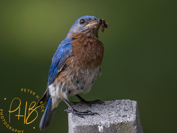 Indiana Birds and Wildlife 7540-Edit