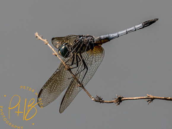 Indiana Birds and Wildlife 7548-Edit