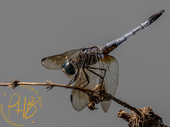 Indiana Birds and Wildlife 7552-Edit