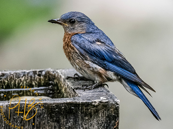 Indiana Birds and Wildlife 7557-Edit