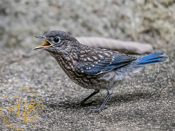 Indiana Birds and Wildlife 7569-Edit