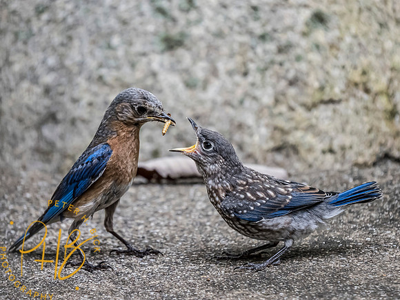 Indiana Birds and Wildlife 7574-Edit