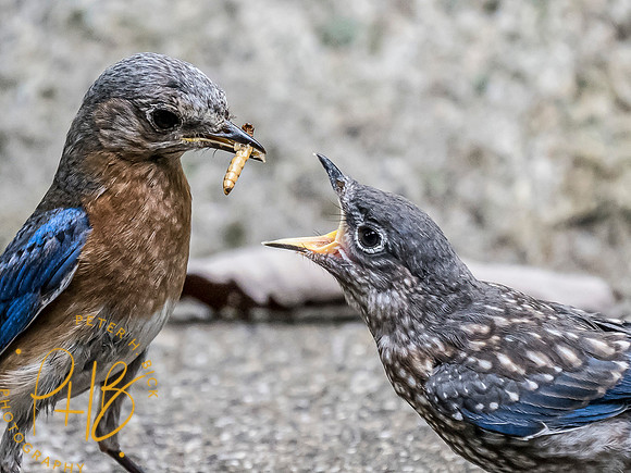 Indiana Birds and Wildlife 7576-Edit