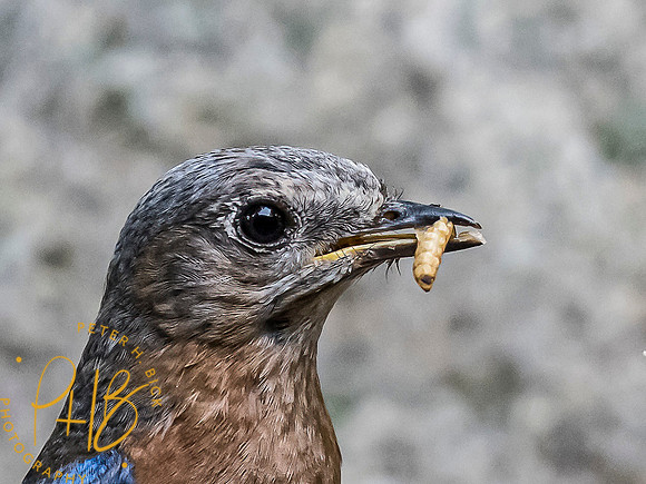 Indiana Birds and Wildlife 7577-Edit
