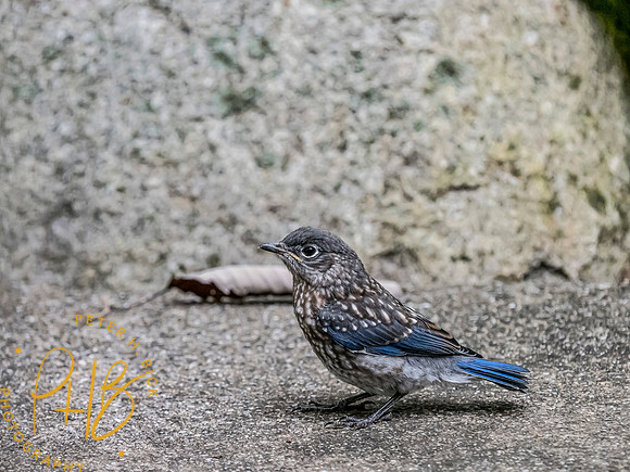 Indiana Birds and Wildlife 7583-Edit