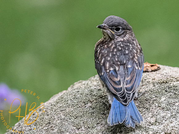 Indiana Birds and Wildlife 7587-Edit