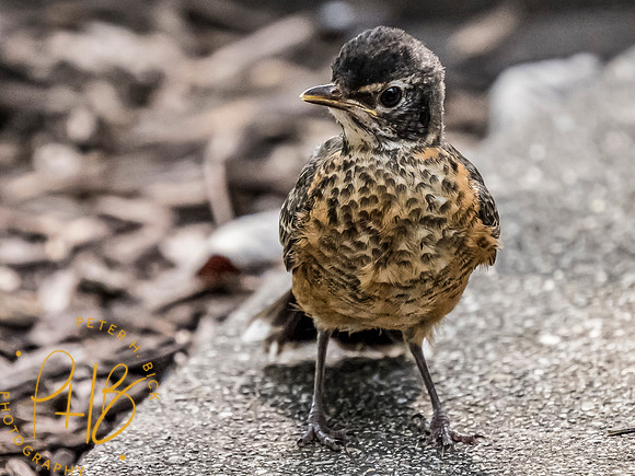 Indiana Birds and Wildlife 7620-Edit