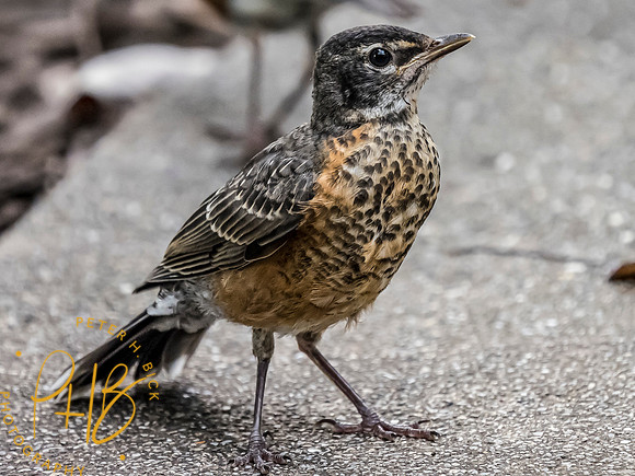 Indiana Birds and Wildlife 7631-Edit