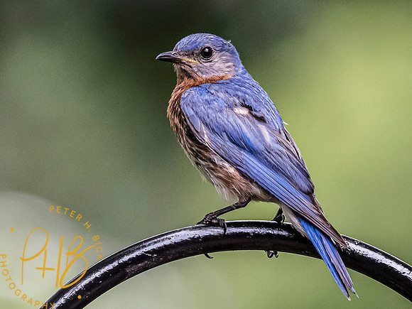 Indiana Birds and Wildlife 7642-Edit