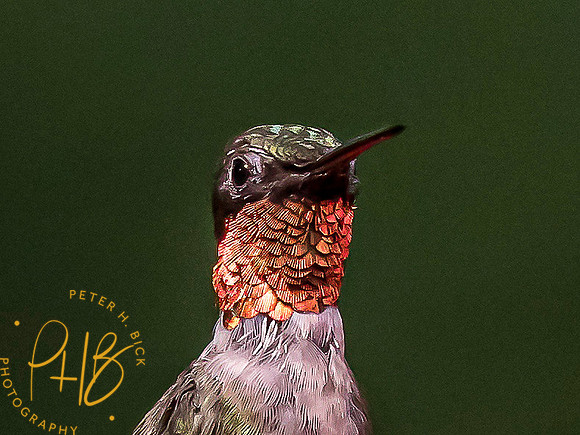 Indiana Birds and Wildlife 7644-Edit