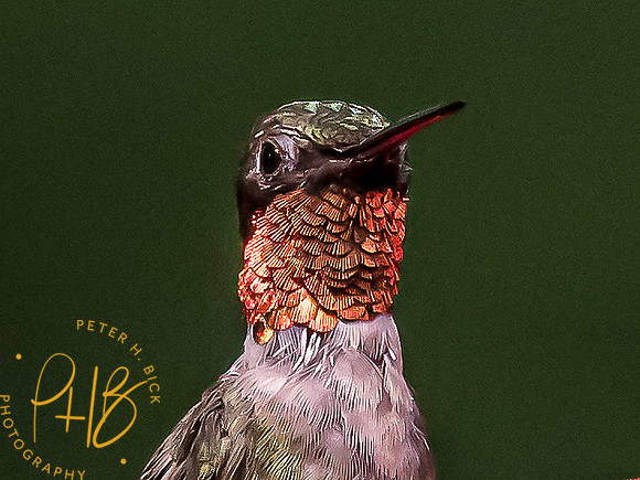 Indiana Birds and Wildlife 7645-Edit