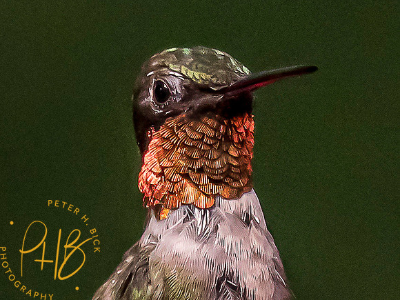 Indiana Birds and Wildlife 7669-Edit