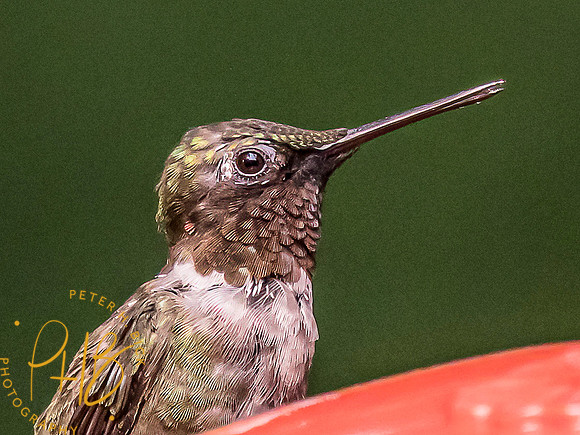 Indiana Birds and Wildlife 7673-Edit