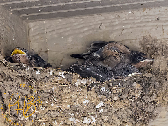 Indiana Birds and Wildlife 7684-Edit