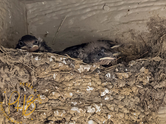 Indiana Birds and Wildlife 7729-Edit