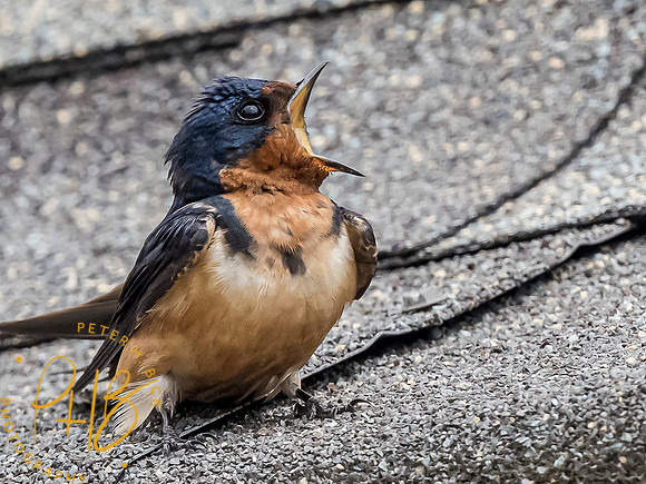 Indiana Birds and Wildlife 7738-Edit