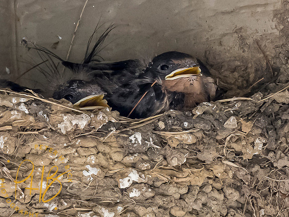 Indiana Birds and Wildlife 7770-Edit