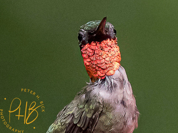 Indiana Birds and Wildlife 7783-Edit