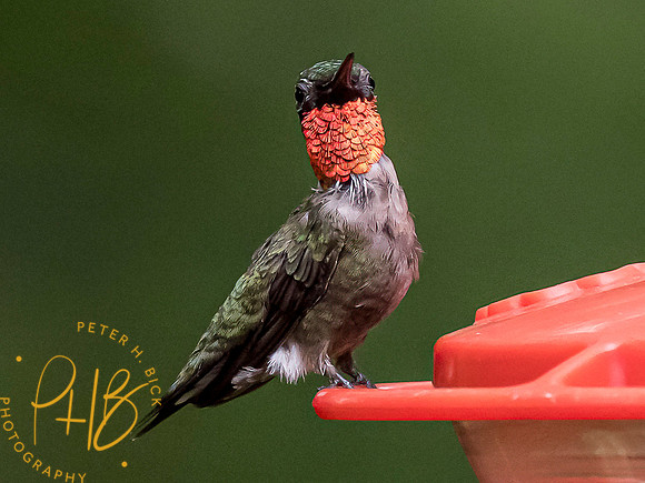 Indiana Birds and Wildlife 7784-Edit