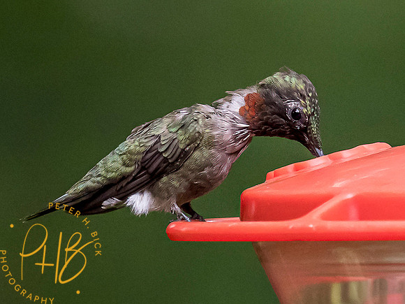 Indiana Birds and Wildlife 7787-Edit
