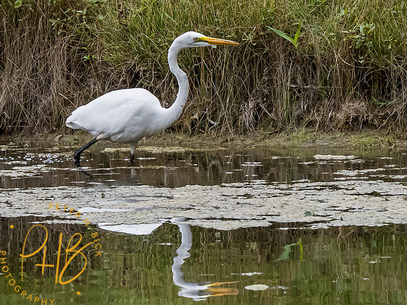 Indiana Birds and Wildlife 7807-Edit