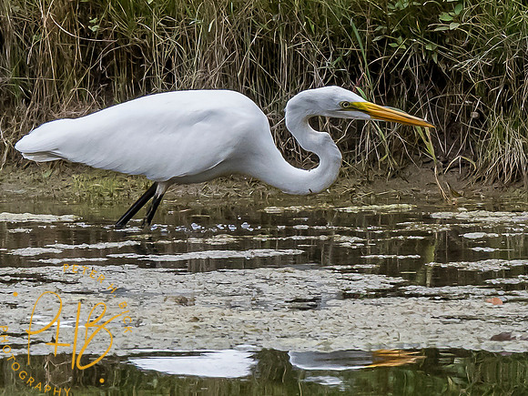Indiana Birds and Wildlife 7814-Edit