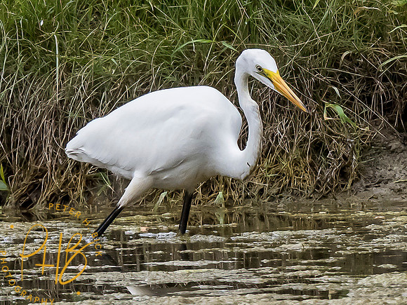 Indiana Birds and Wildlife 7819-Edit