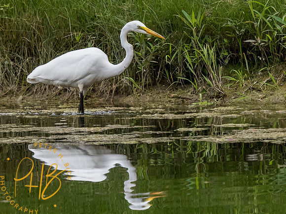Indiana Birds and Wildlife 7839-Edit