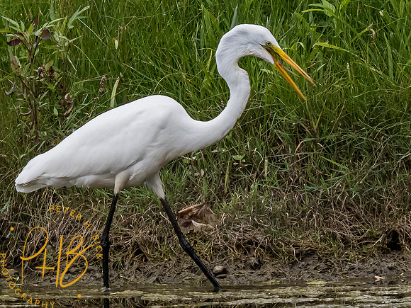 Indiana Birds and Wildlife 7846-Edit