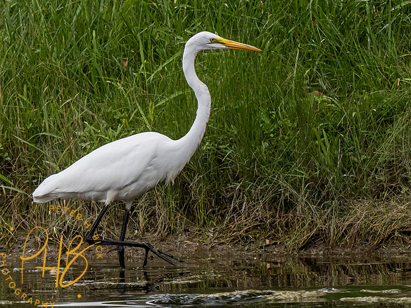Indiana Birds and Wildlife 7854-Edit