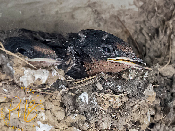 Indiana Birds and Wildlife 7879-Edit