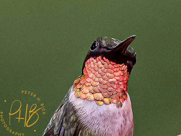 Indiana Birds and Wildlife 7889-Edit