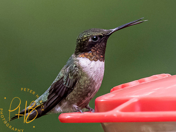 Indiana Birds and Wildlife 7896-Edit
