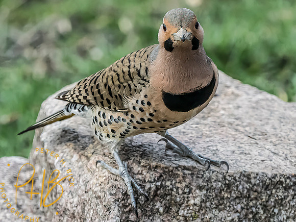 Indiana Birds and Wildlife 2024 2027-Edit