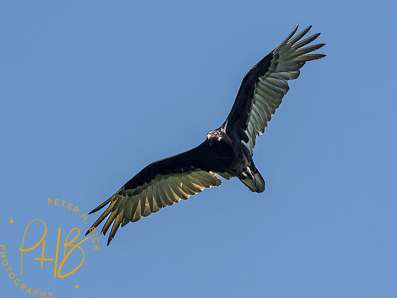 -Indiana Birds and Wildlife 2022 5343-Edit-Edit