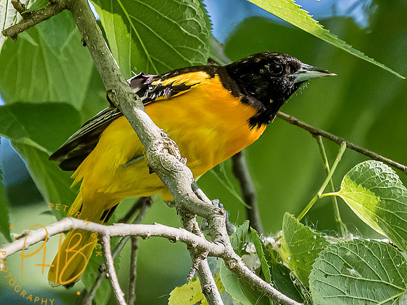 -Indiana Birds and Wildlife 2022 5657-Edit-Edit
