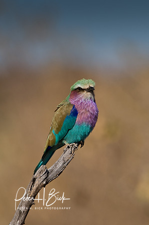 Africa 08 5187