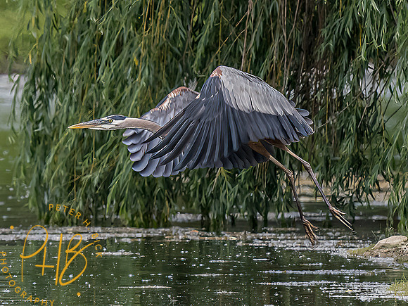 -Indiana Birds and Wildlife 2022 5606-Edit-Edit