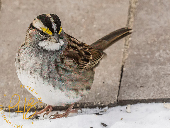 Indiana Birds and Wildlife 2024 0424-Edit