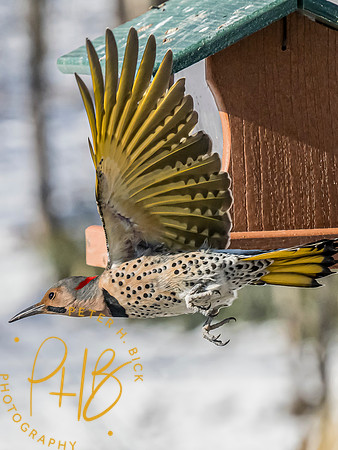Indiana Birds and Wildlife 2025 1419-Edit
