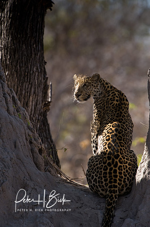 Africa 08 9106
