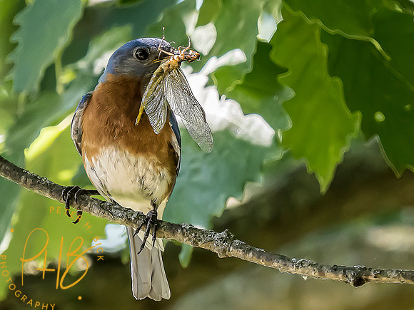 -Indiana Birds and Wildlife 2022 6666-Edit-Edit
