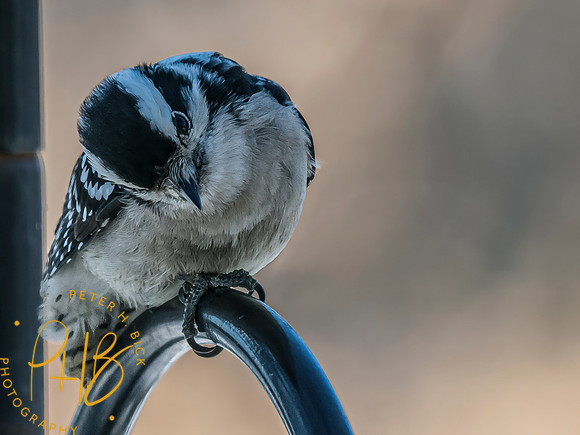 Indiana Birds and Wildlife 2025 1000-Edit